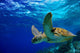 Green Sea Turtle Swimming