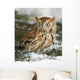 Screech owl(otus asio) Wall Mural
