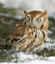 Screech owl(otus asio) Wall Mural