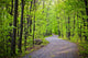 Path Forest