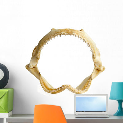 Shark Jaw White shown on a wall