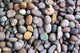 Pebble Stone