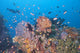 Colorful Underwater Landscape Reef