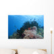 Colorful Underwater Reef Raja