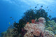 Colorful Underwater Reef Raja