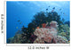 Colorful Underwater Reef Raja