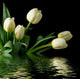 White Reflected Tulips Wall Mural