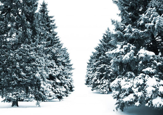 Winter Wall Mural
