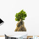 Bonsai Tree White