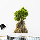 Bonsai Tree White