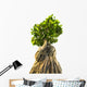 Bonsai Tree White