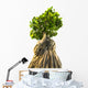 Bonsai Tree White