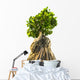 Bonsai Tree White