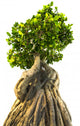 Bonsai Tree White