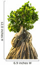 Bonsai Tree White