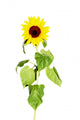 Tall Leafy Sunflower Wall Decal
