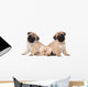 Two Pug Puppy White