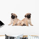 Two Pug Puppy White