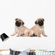 Two Pug Puppy White