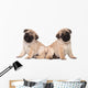 Two Pug Puppy White