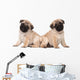 Two Pug Puppy White