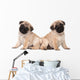 Two Pug Puppy White