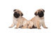 Two Pug Puppy White