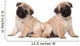 Two Pug Puppy White