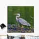 Walking Great Blue Heron Wall Mural
