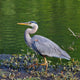 Walking Great Blue Heron Wall Mural
