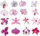 Pink Orchid Flowers Wall Decal