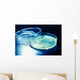 Petri Dish
