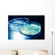 Petri Dish
