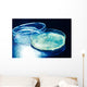 Petri Dish