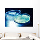 Petri Dish
