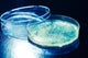 Petri Dish