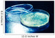 Petri Dish