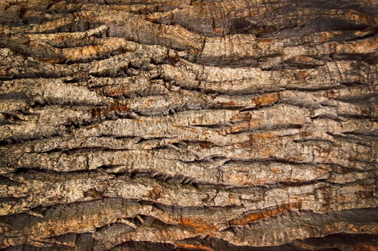 Bark Old Oak
