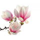 Smell Magnolia