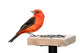 Tanager and Sunflower Seeds Wall Decal