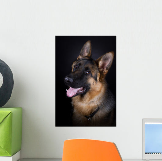 German Shepherd