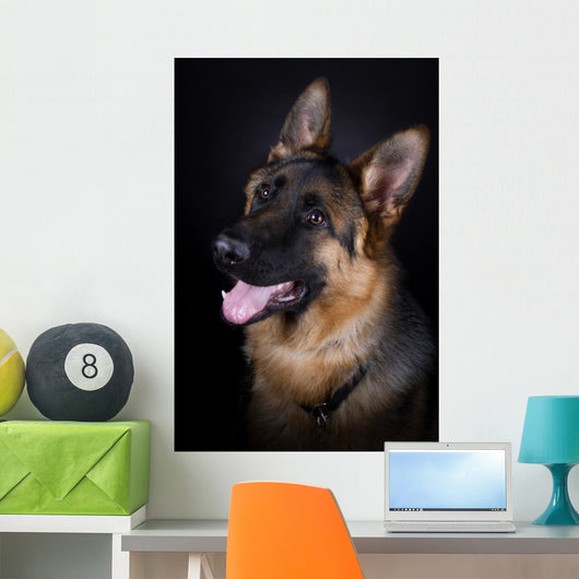 German Shepherd