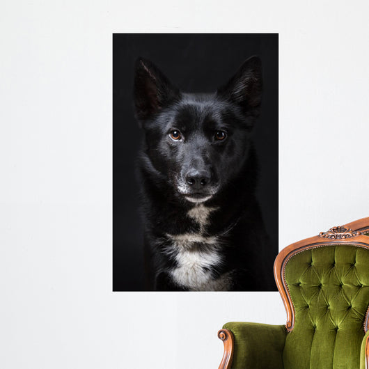 Portrait of a Black Dog Wall Mural