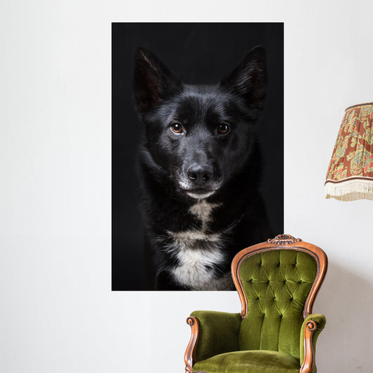 Portrait of a Black Dog Wall Mural