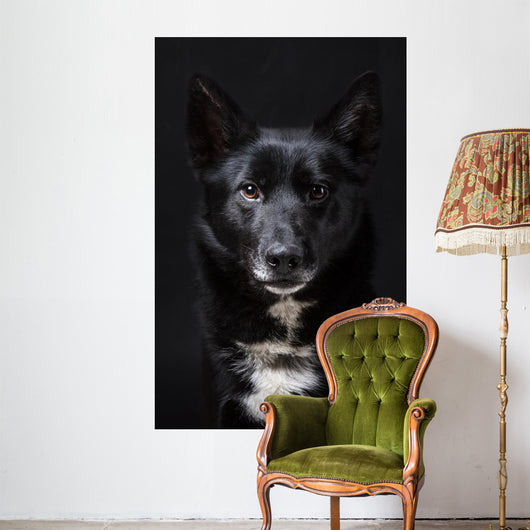 Portrait of a Black Dog Wall Mural