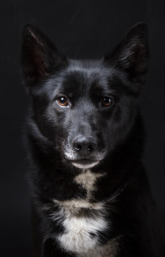 Portrait of a Black Dog Wall Mural