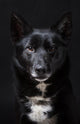 Portrait of a Black Dog Wall Mural