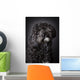 Labradoodle Photographed Studio Wall Mural