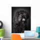 Labradoodle Photographed Studio Wall Mural