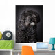 Labradoodle Photographed Studio Wall Mural